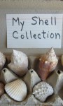 Summertime Collecting With Kids